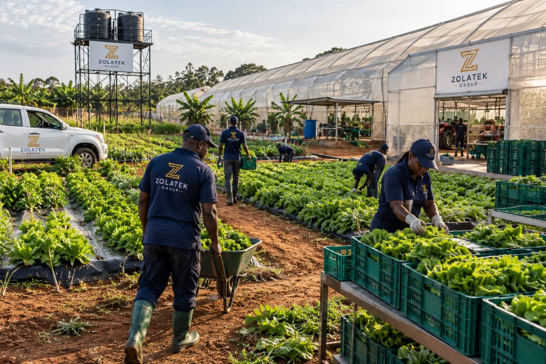 Workers tending lettuce crops beside greenhouse facilities